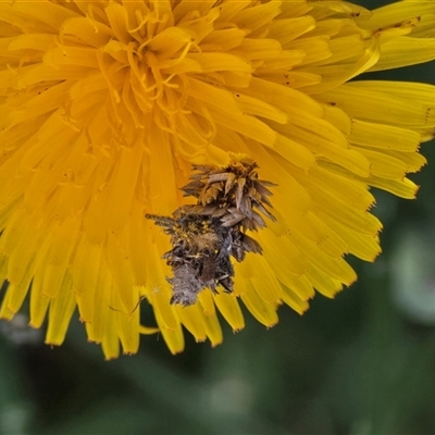 Heliocosma (genus - immature) (A tortrix or leafroller moth) at Isaacs, ACT - 9 Nov 2025 by Mike