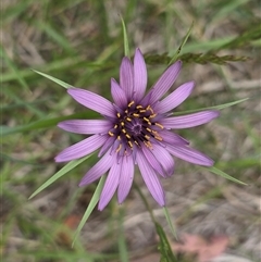 Tragopogon porrifolius subsp. porrifolius (Salsify, Oyster Plant) at Isaacs, ACT - 9 Nov 2025 by Mike