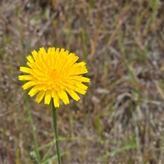 Hypochaeris radicata (Cat's Ear, Flatweed) at Isaacs, ACT - 9 Nov 2025 by Mike