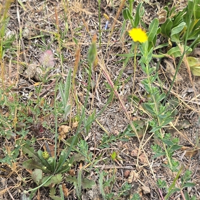 Hypochaeris radicata (Cat's Ear, Flatweed) at Isaacs, ACT - 9 Nov 2025 by Mike