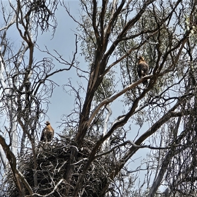 Aquila audax (Wedge-tailed Eagle) at Isaacs, ACT - 9 Nov 2025 by Mike