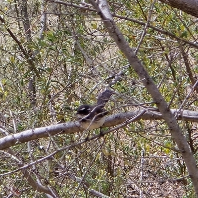 Rhipidura albiscapa at Isaacs, ACT - 9 Nov 2025 by Mike