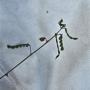 Grona varians at Isaacs, ACT - Today by Mike