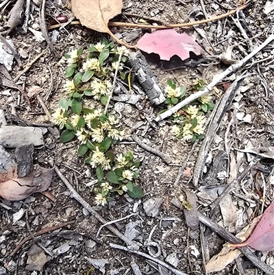 Alternanthera sp. A Flora of NSW (M. Gray 5187) J. Palmer at Isaacs, ACT - 9 Nov 2025 by Mike