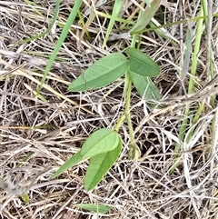 Glycine tabacina (Variable Glycine) at Isaacs, ACT - 9 Nov 2025 by Mike