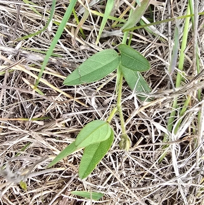 Glycine tabacina (Variable Glycine) at Isaacs, ACT - 9 Nov 2025 by Mike