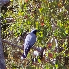 Coracina novaehollandiae (Black-faced Cuckooshrike) at Isaacs, ACT - Today by Mike