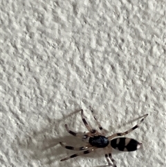 Lampona sp. (genus) (White-tailed spider) at Canyonleigh, NSW - 6 Nov 2025 by blacksheep