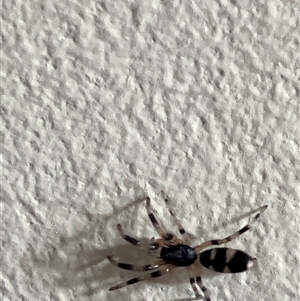 Unverified Spider at Canyonleigh, NSW - 6 Nov 2025 by blacksheep