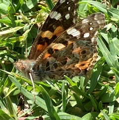 Vanessa kershawi (Australian Painted Lady) at Canyonleigh, NSW - 5 Nov 2025 by blacksheep