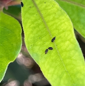 Aphididae (family) at Canyonleigh, NSW - 5 Nov 2025 by blacksheep