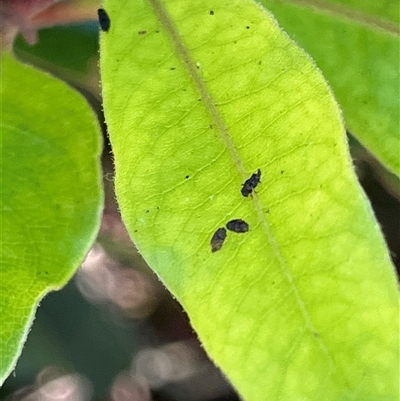 Aphididae (family) at Canyonleigh, NSW - 5 Nov 2025 by blacksheep