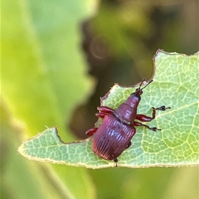 Euops sp. (genus) (A leaf-rolling weevil) at Canyonleigh, NSW - 5 Nov 2025 by blacksheep