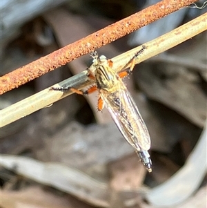 Galanga labeculata at Canyonleigh, NSW - 5 Nov 2025 by blacksheep