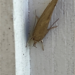 Chezala conjunctella (A Concealer moth (Chezala group) at Canyonleigh, NSW - 4 Nov 2025 by blacksheep