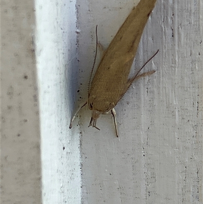 Chezala conjunctella (A Concealer moth (Chezala group) at Canyonleigh, NSW - 4 Nov 2025 by blacksheep
