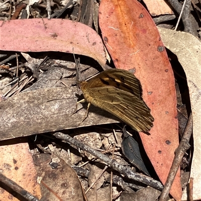 Heteronympha merope (Common Brown Butterfly) at Canyonleigh, NSW - 4 Nov 2025 by blacksheep