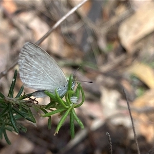 Unverified Moth (Lepidoptera) at Canyonleigh, NSW - 4 Nov 2025 by blacksheep