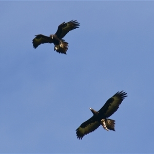 Aquila audax at Cook, ACT - Today by Rheardy