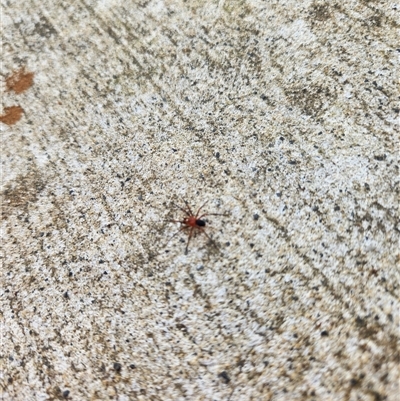 Nicodamidae (family) (Red and Black Spider) at Killabakh, NSW - 8 Nov 2025 by Purschy