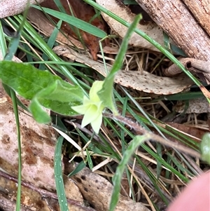 Unverified Climbers at Canyonleigh, NSW - 4 Nov 2025 by blacksheep