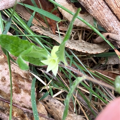 Unverified Climbers at Canyonleigh, NSW - 4 Nov 2025 by blacksheep