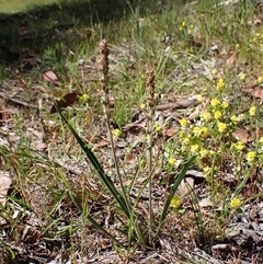 Plantago gaudichaudii (Narrow Plantain) at Cook, ACT - 1 Nov 2025 by CathB