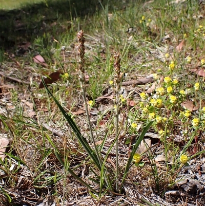 Plantago gaudichaudii (Narrow Plantain) at Cook, ACT - 1 Nov 2025 by CathB