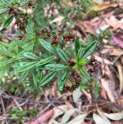Unverified Other Wildflower or Herb at Canyonleigh, NSW - 4 Nov 2025 by blacksheep