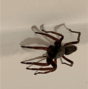 Unverified Other hunting spider at Canyonleigh, NSW - 3 Nov 2025 by blacksheep