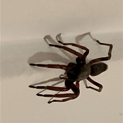 Lampona sp. (genus) (White-tailed spider) at Canyonleigh, NSW - 3 Nov 2025 by blacksheep