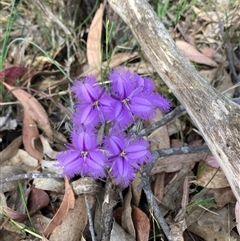 Thysanotus tuberosus subsp. tuberosus at Canyonleigh, NSW - 3 Nov 2025 by blacksheep