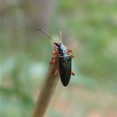 Lepturidea punctulaticollis (Red-legged comb-clawed beetle) at Aranda, ACT - 29 Oct 2025 by CathB