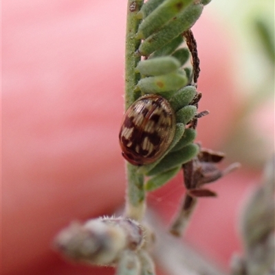 Peltoschema delicatulum (Leaf beetle) at Aranda, ACT - 29 Oct 2025 by CathB