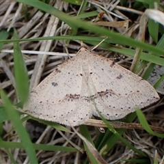 Taxeotis stereospila (Oval-spot Taxeotis (Oenochrominae) at Aranda, ACT - 28 Oct 2025 by CathB