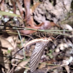 Ephemeroptera (order) (Unidentified Mayfly) by Dron
