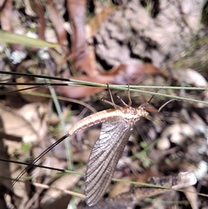 Unverified Insect by Dron