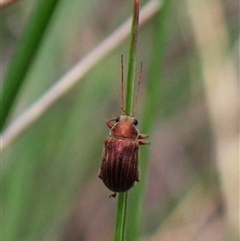 Edusella lineata (Leaf beetle) at Aranda, ACT - 28 Oct 2025 by CathB