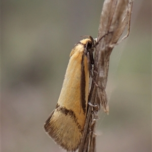 Philobota undescribed species near arabella at Aranda, ACT - 28 Oct 2025 by CathB