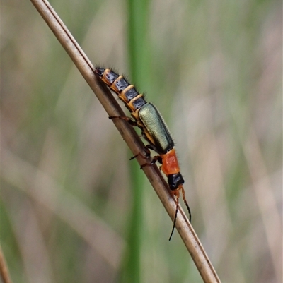Carphurus sp. (genus) (Soft-winged flower beetle) at Aranda, ACT - 28 Oct 2025 by CathB