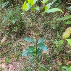 Unverified Other Tree at Killabakh, NSW - 6 Nov 2025 by Purschy