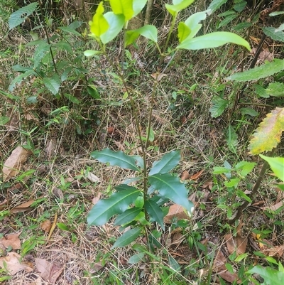 Unverified Other Tree at Killabakh, NSW - 6 Nov 2025 by Purschy