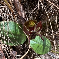 Chiloglottis valida (Large Bird Orchid) at Cotter River, ACT - Today by LukeMcElhinney