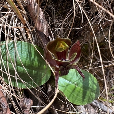 Chiloglottis valida (Large Bird Orchid) at Cotter River, ACT - Today by LukeMcElhinney