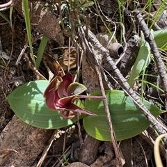Chiloglottis valida at Cotter River, ACT - suppressed