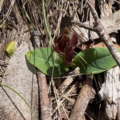 Chiloglottis valida at Cotter River, ACT - suppressed