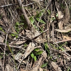 Chiloglottis valida at Cotter River, ACT - suppressed