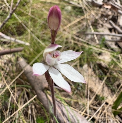 Caladenia alpina (Mountain Caps) at Cotter River, ACT - Today by LukeMcElhinney