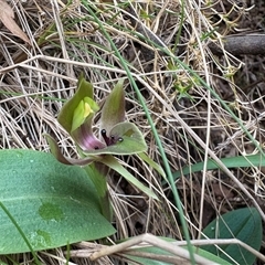 Chiloglottis valida (Large Bird Orchid) at Cotter River, ACT - Today by LukeMcElhinney
