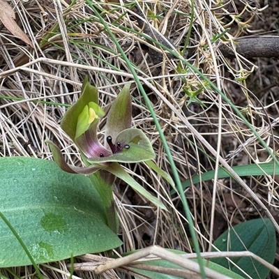 Chiloglottis valida (Large Bird Orchid) at Cotter River, ACT - Today by LukeMcElhinney